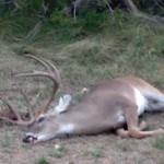 Huge deer, measured 147 inches