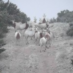 Oryx herd checking us out