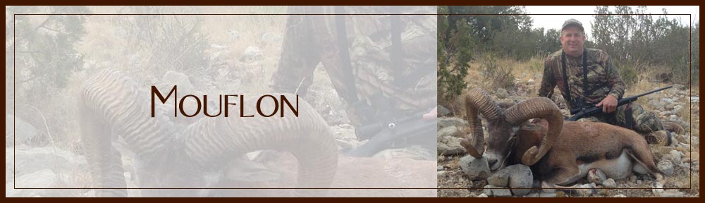 mouflon-2015